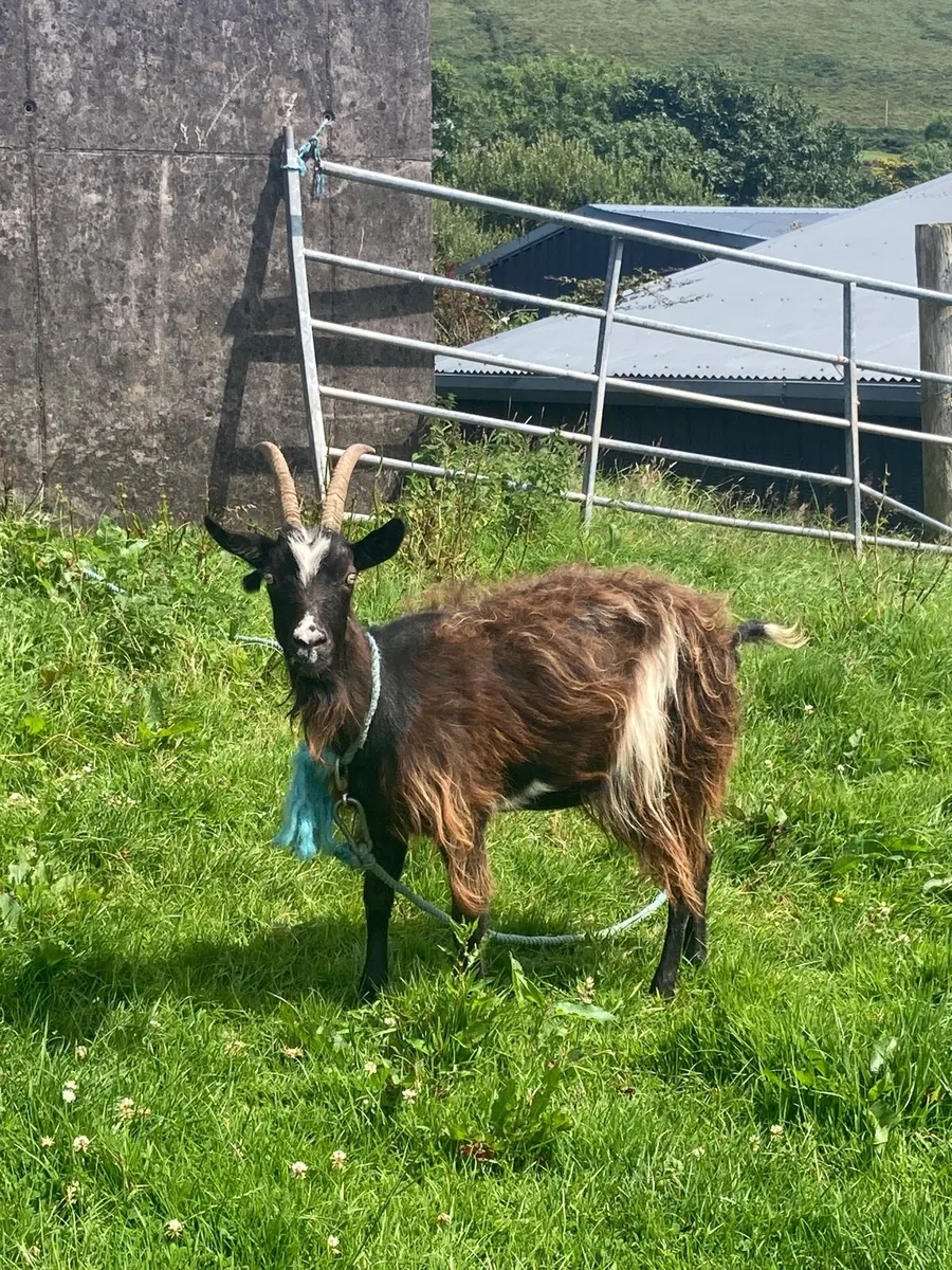 Old Irish Female Goat - Image 2