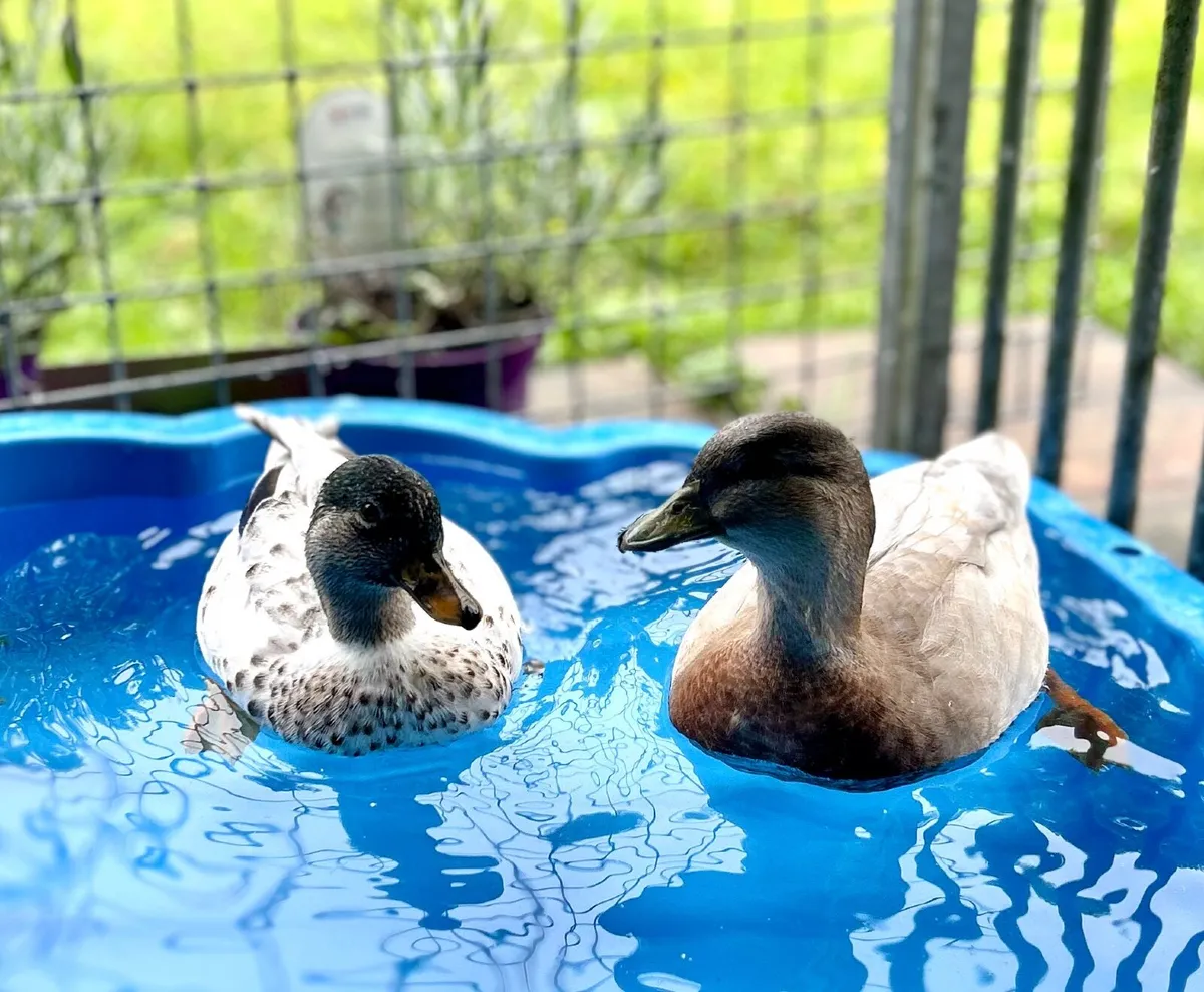 Call ducks - Image 2