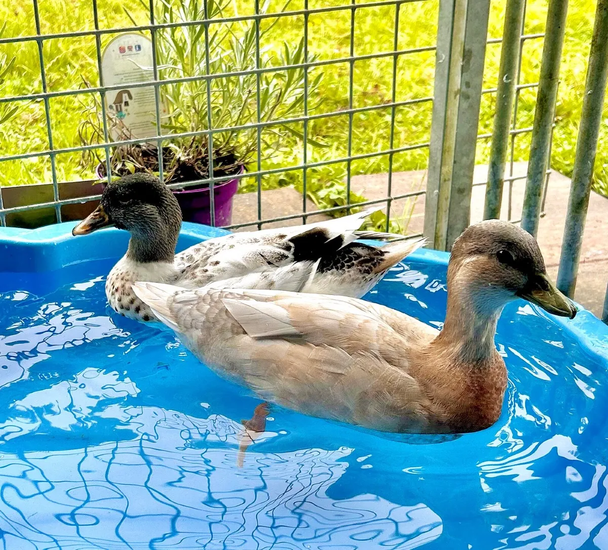 Call ducks - Image 3