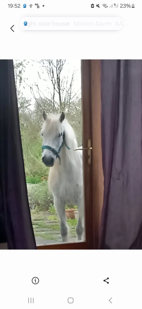 Pony - Image 4
