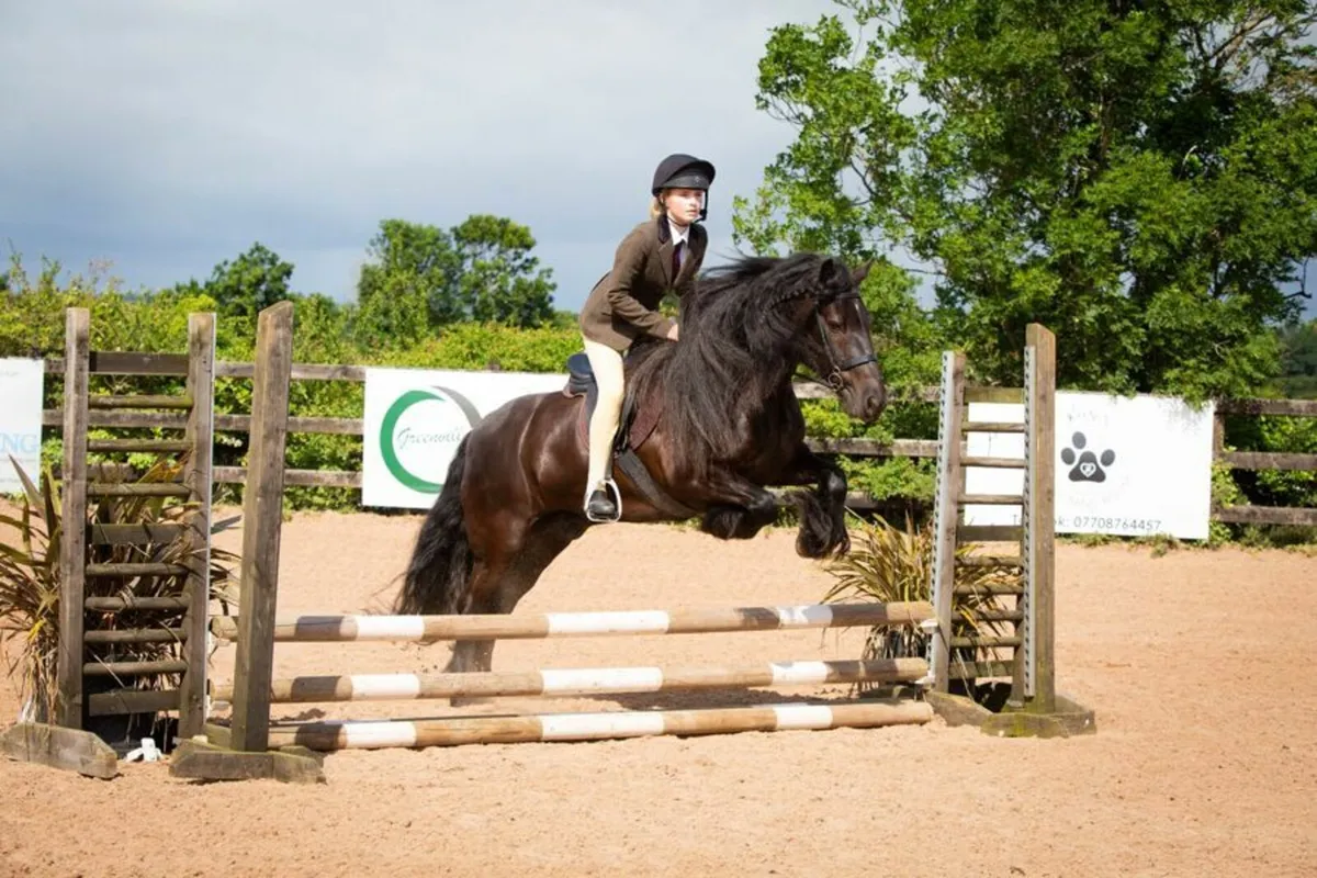 DALES PONY - Image 1
