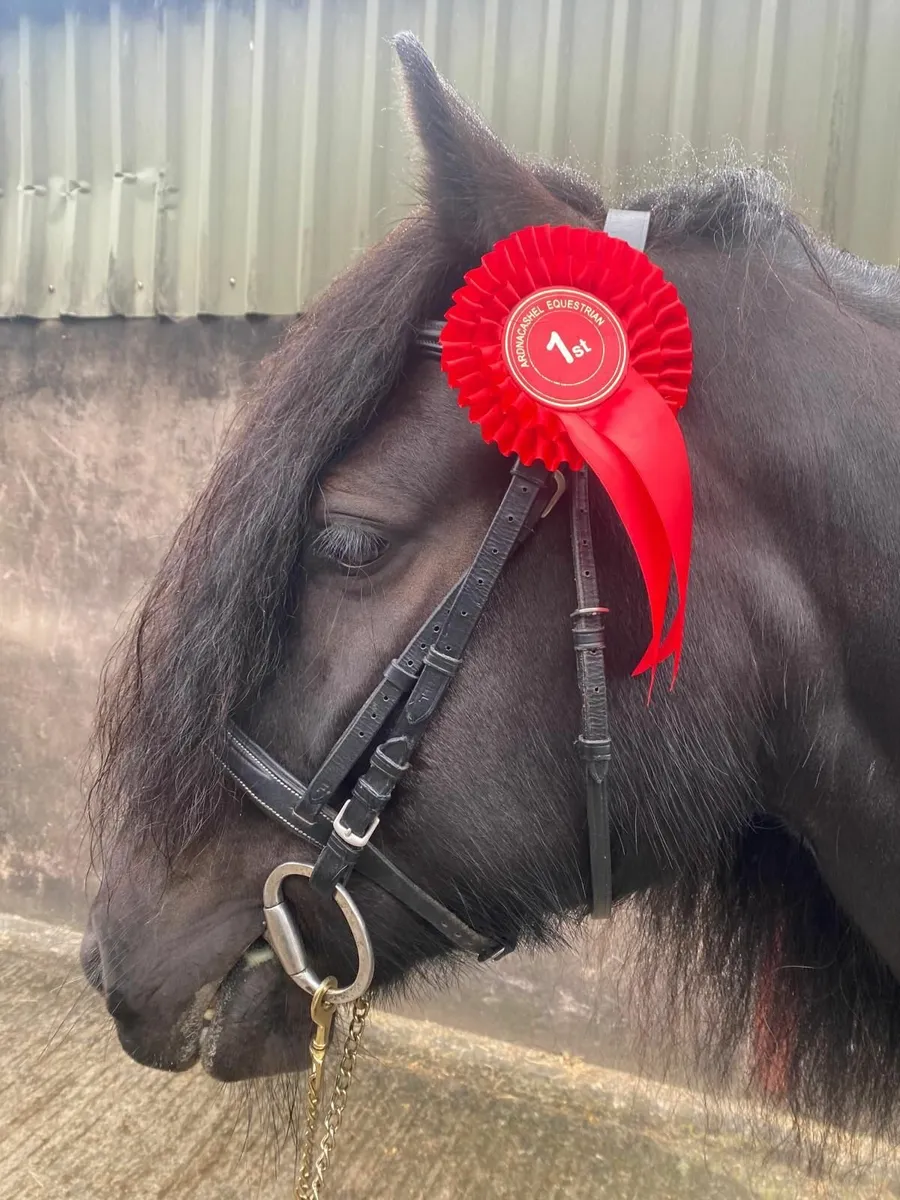 DALES PONY - Image 2