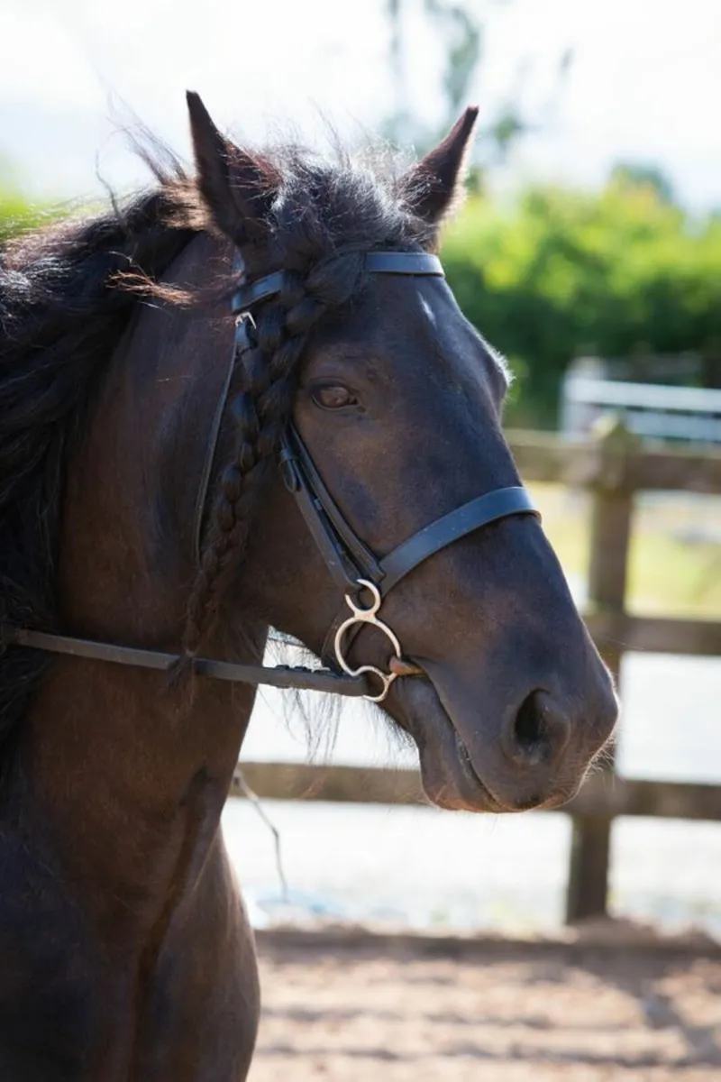 DALES PONY - Image 3