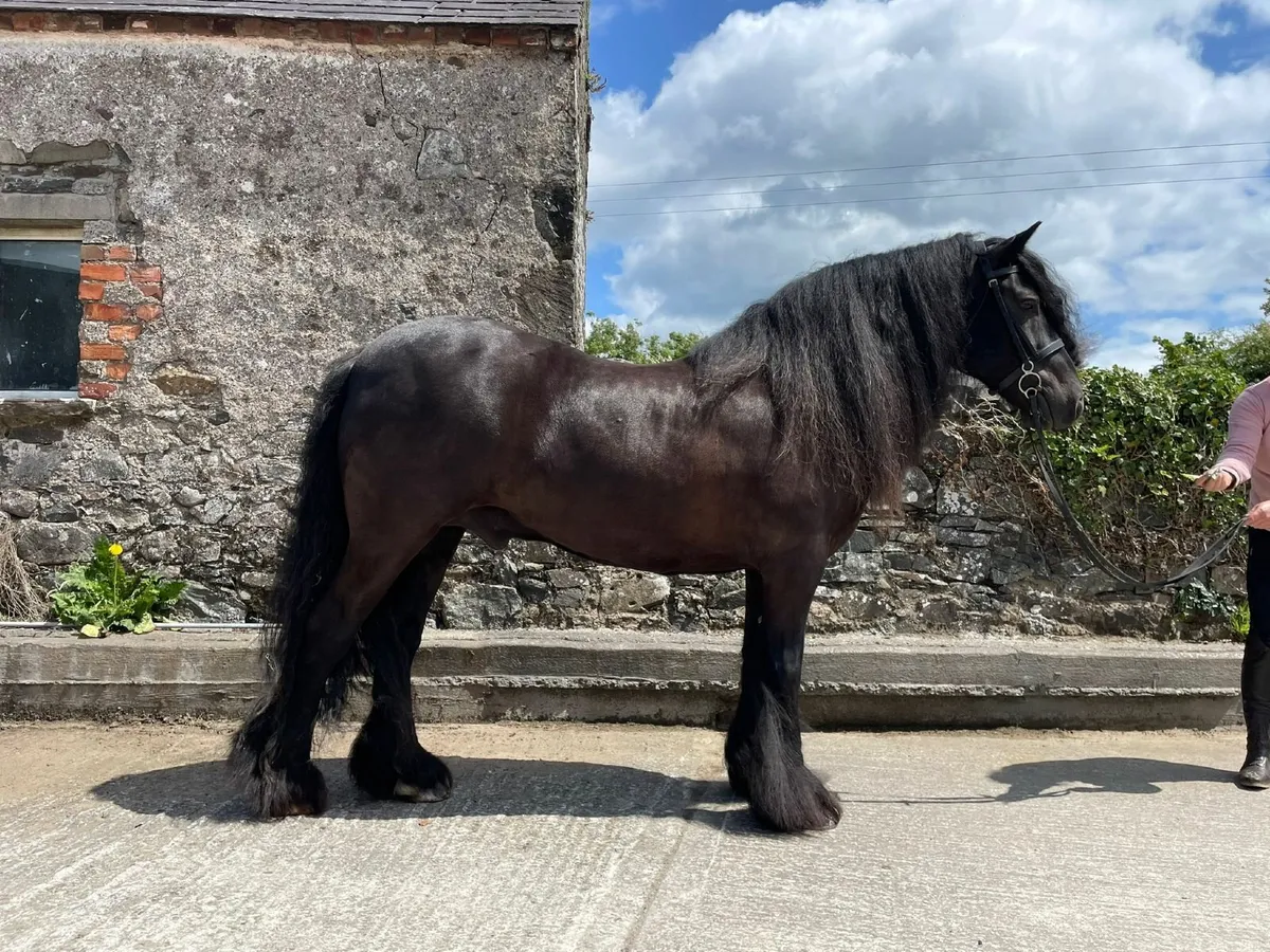 DALES PONY - Image 4