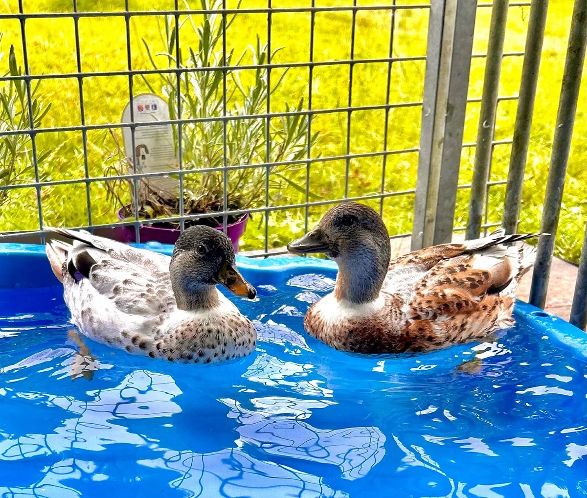 Call ducks - Image 4