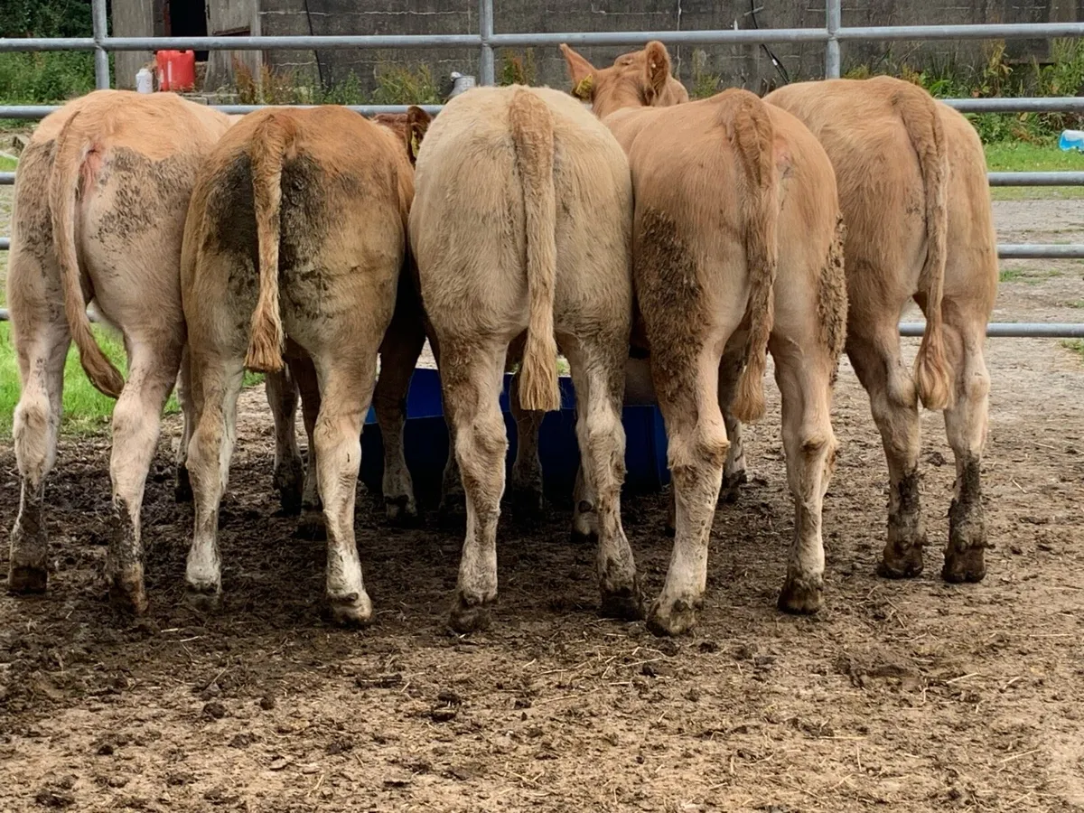 5 super u grade heifers - Image 1