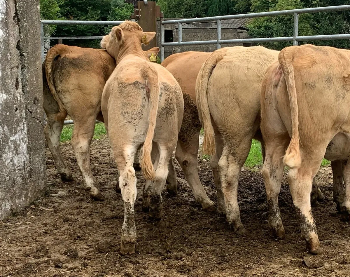 5 super u grade heifers - Image 2