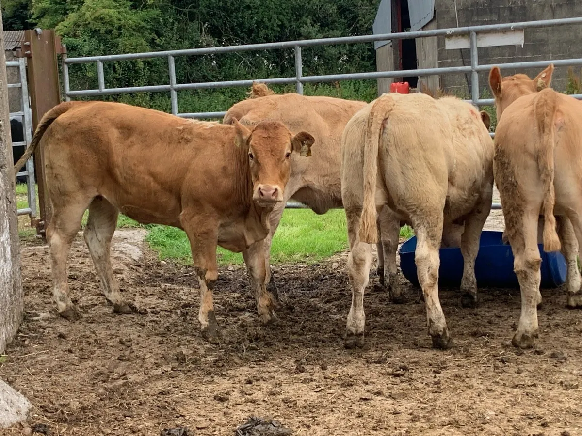 5 super u grade heifers - Image 3