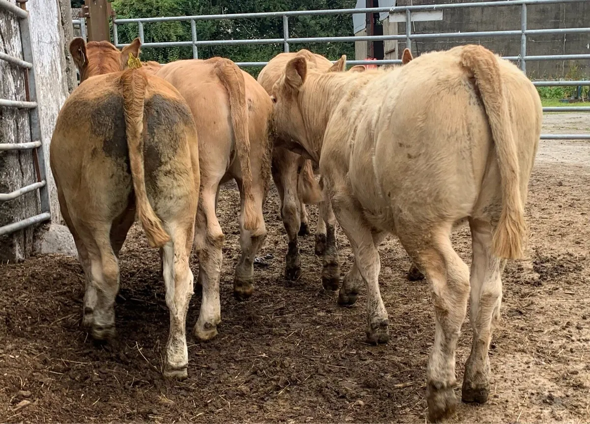 5 super u grade heifers - Image 4