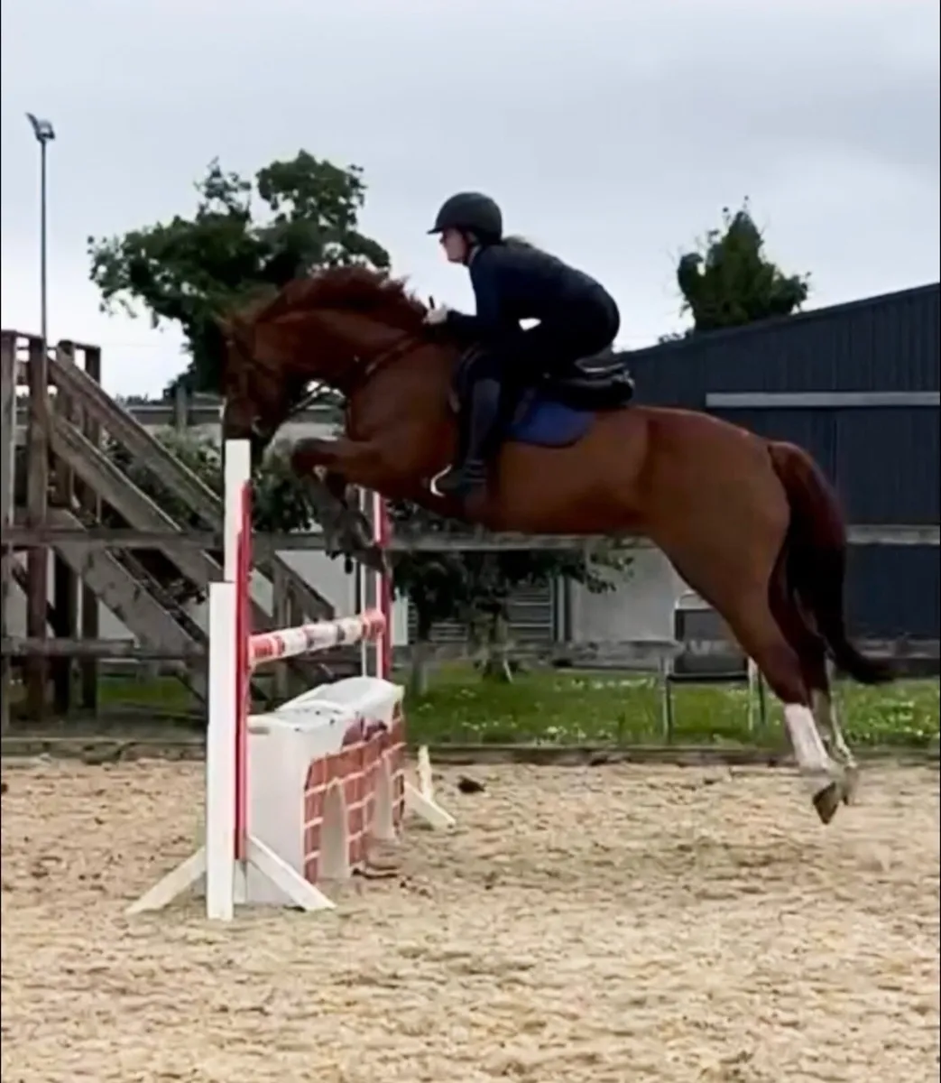 Horse - Image 1