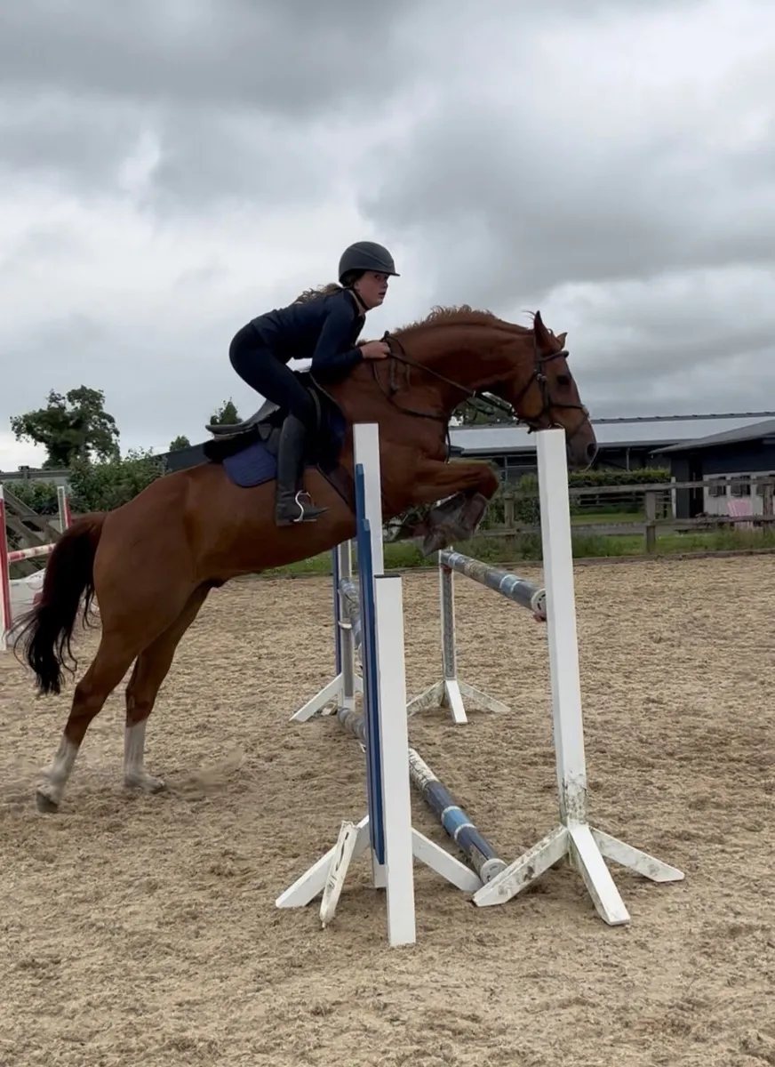 Horse - Image 2