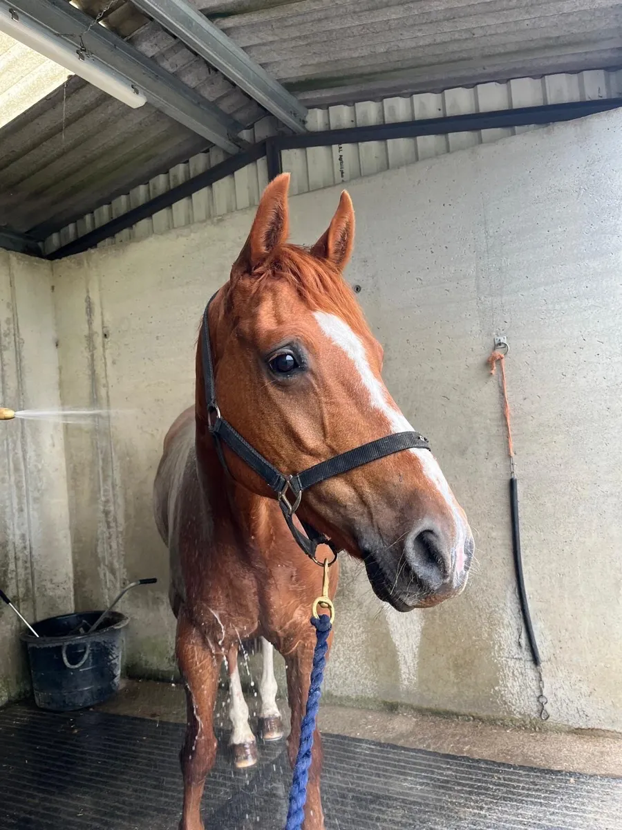 Horse - Image 4