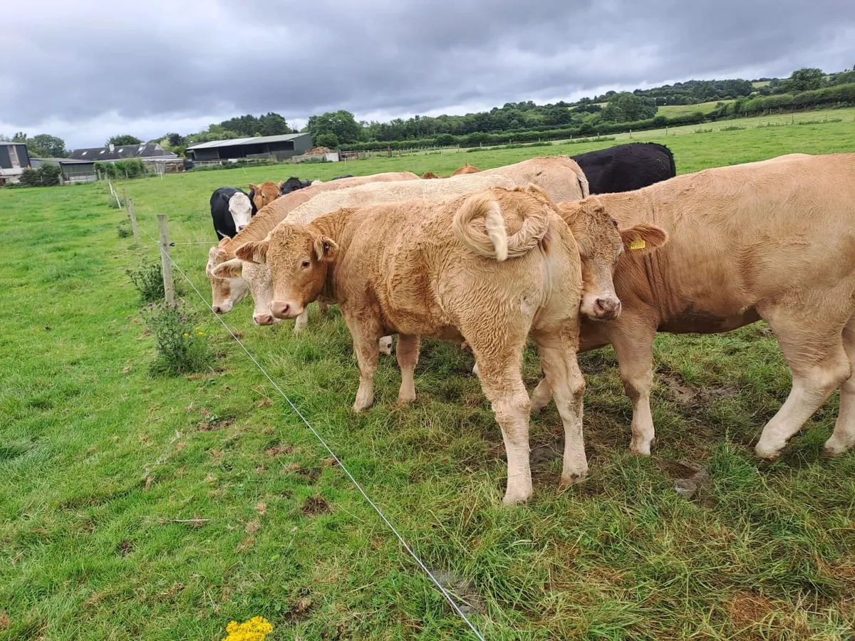 Kilcullen mart CH bulls blks heifers 350-700 - Image 2