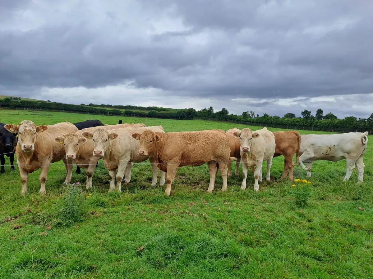 Kilcullen mart CH bulls blks heifers 350-700 - Image 2