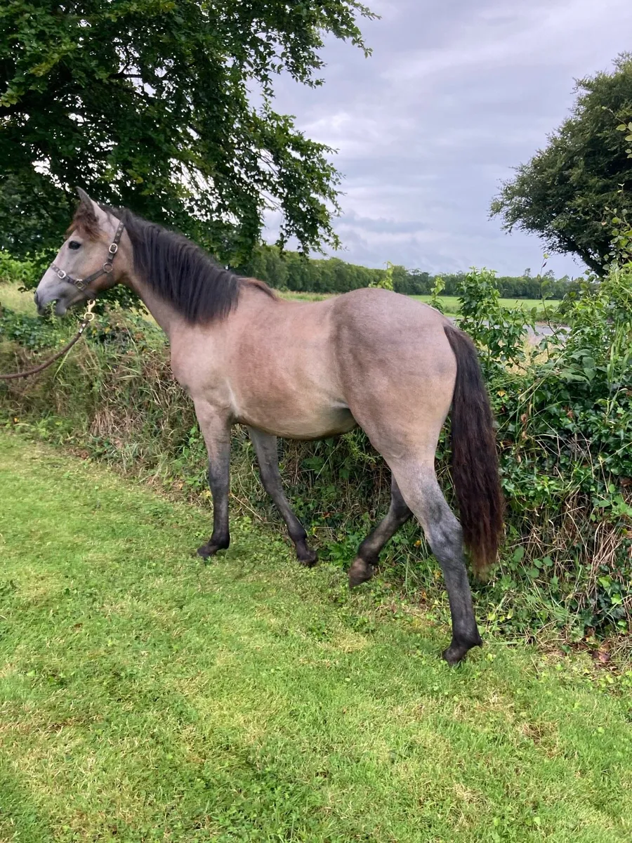 ⭐️⭐️Roan Connemara filly ⭐️⭐️ - Image 1