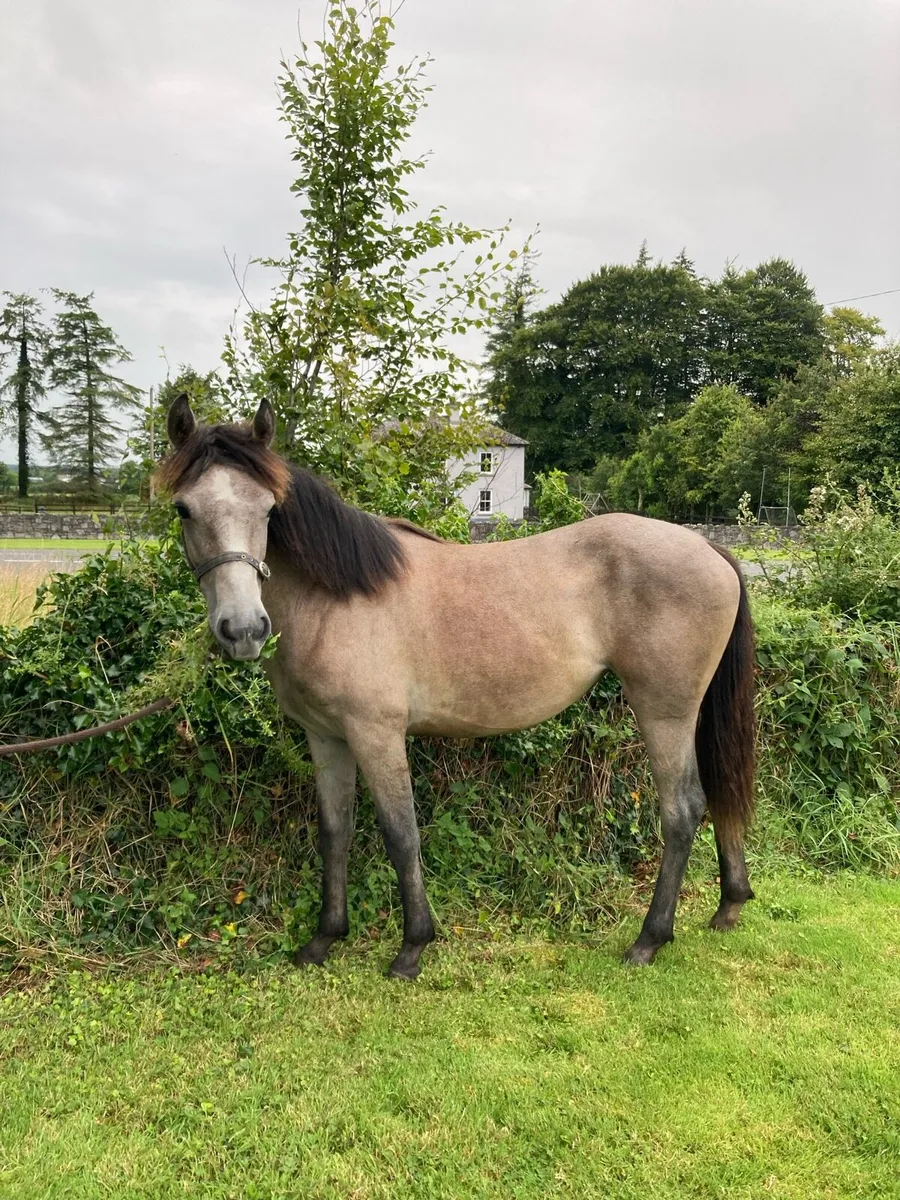 ⭐️⭐️Roan Connemara filly ⭐️⭐️ - Image 2