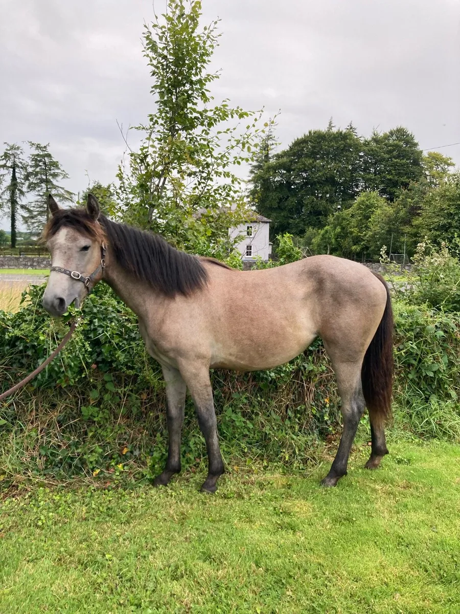 ⭐️⭐️Roan Connemara filly ⭐️⭐️ - Image 3