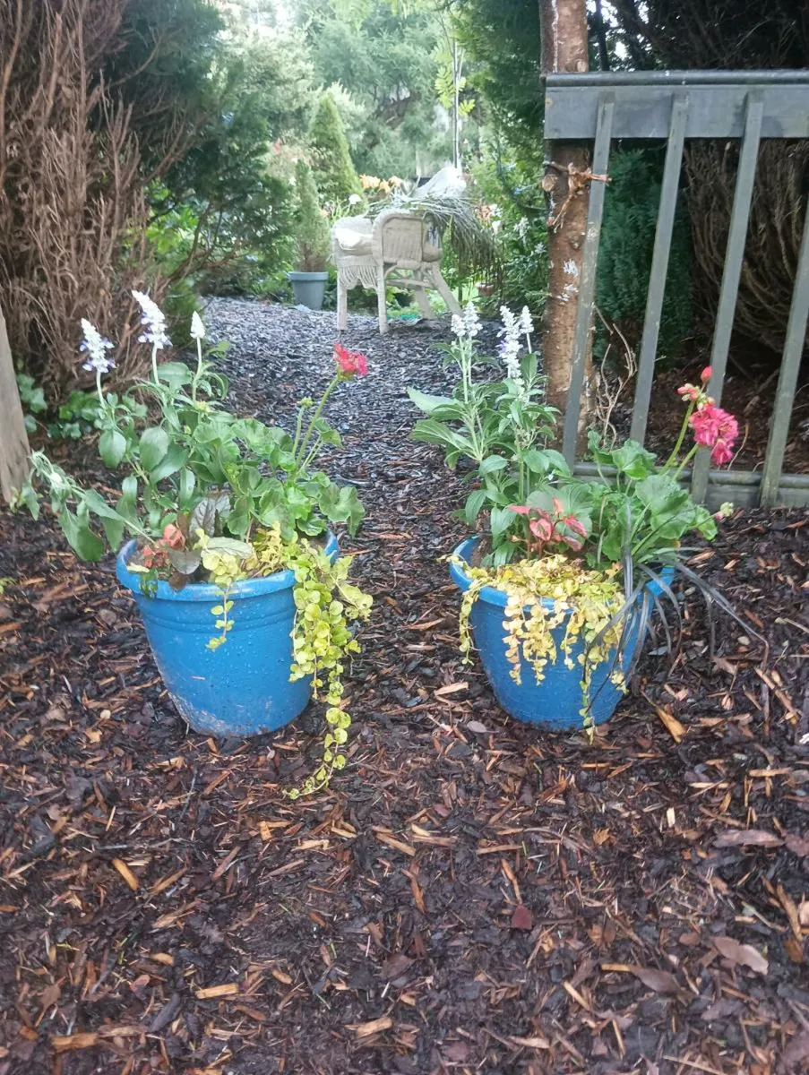 Beautiful pots ,full fresh shrubs - Image 1