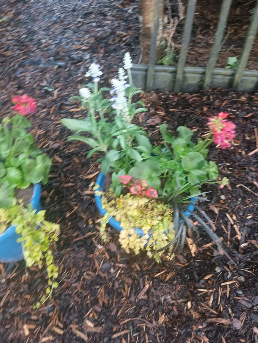 Beautiful pots ,full fresh shrubs - Image 3