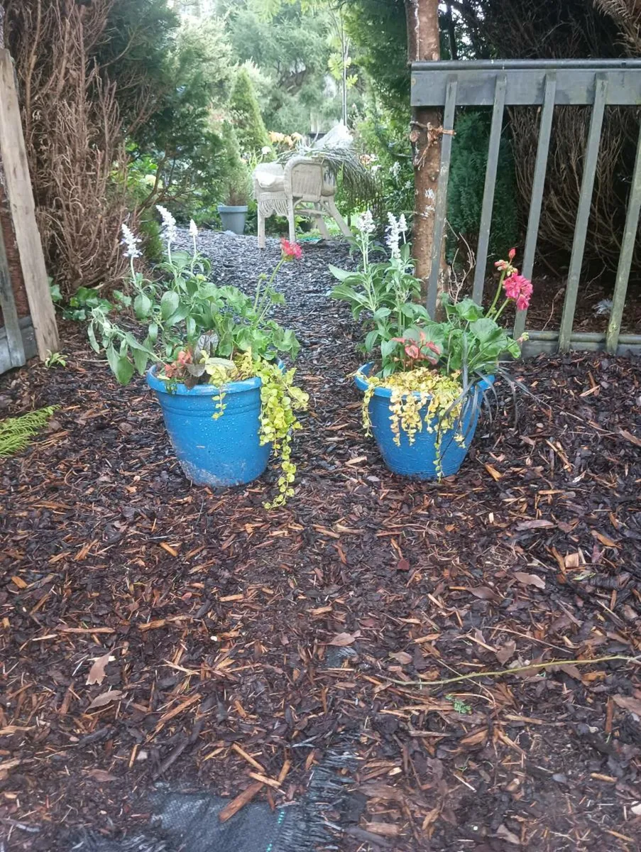 Beautiful pots ,full fresh shrubs - Image 4