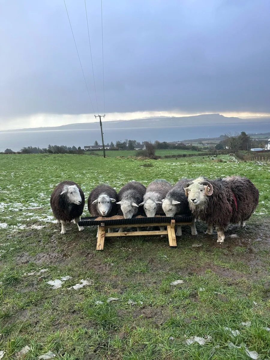 Herdwick Sheep - Image 1