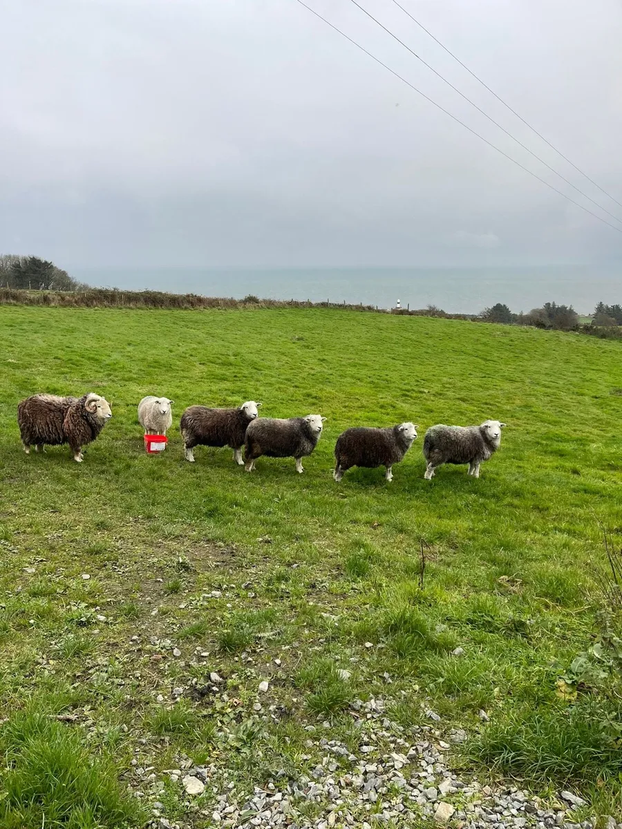 Herdwick Sheep - Image 2