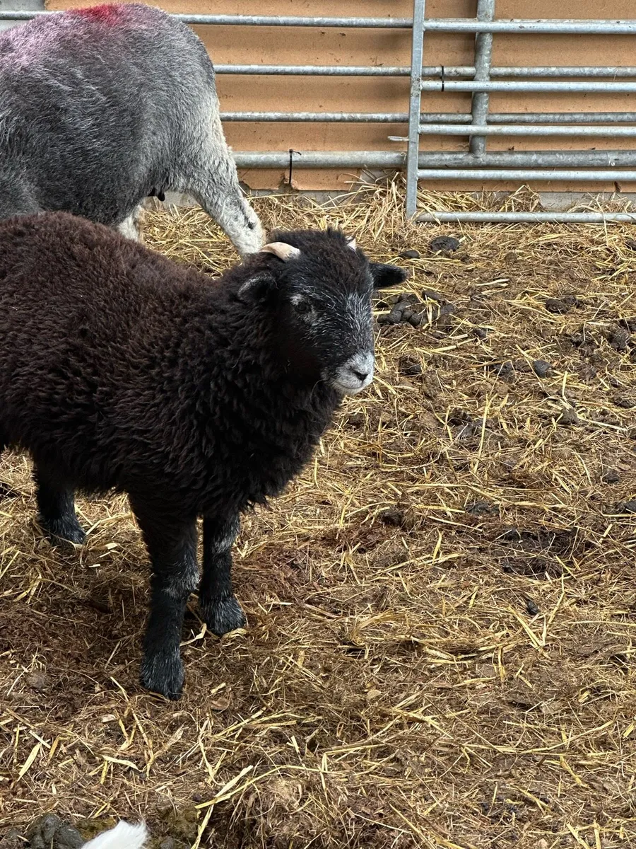 Herdwick Sheep - Image 3