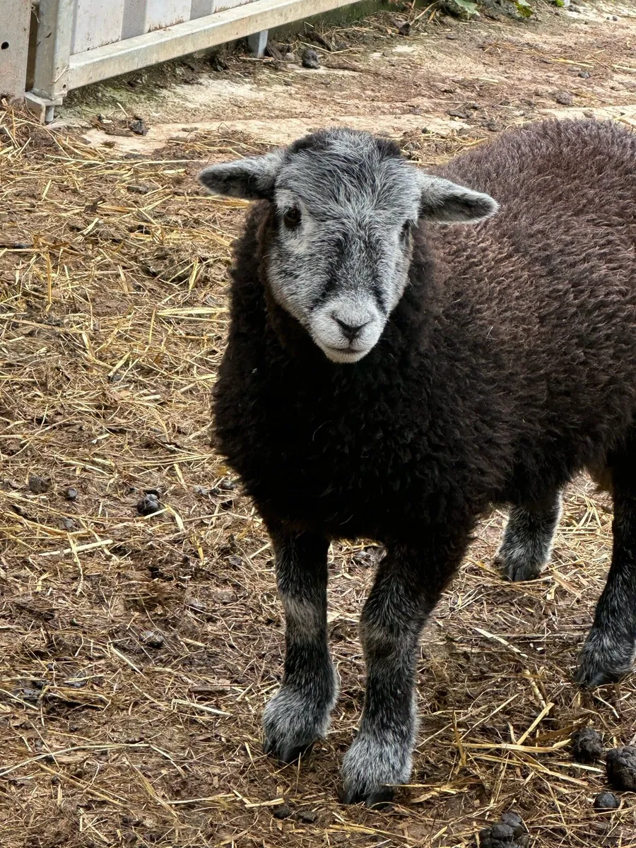Herdwick Sheep - Image 4