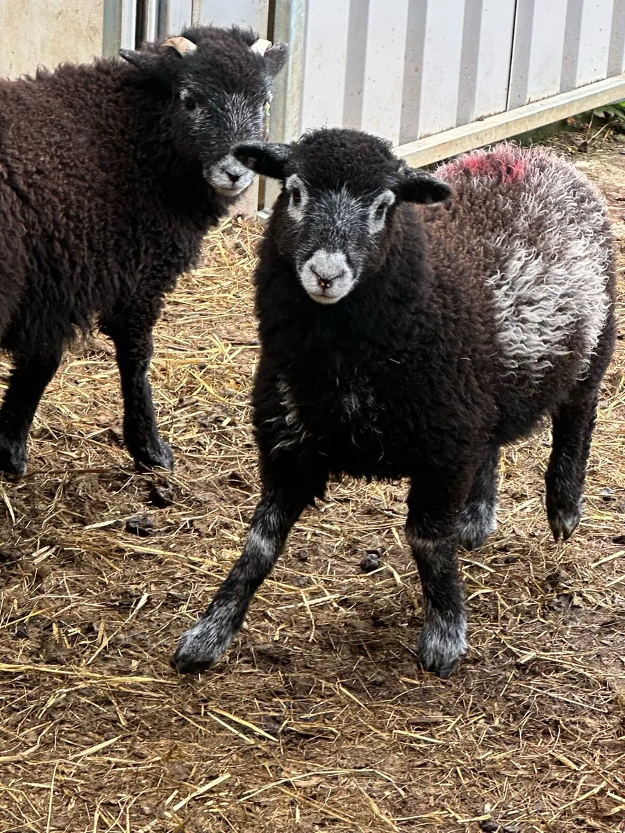 Herdwick Lambs - Image 4