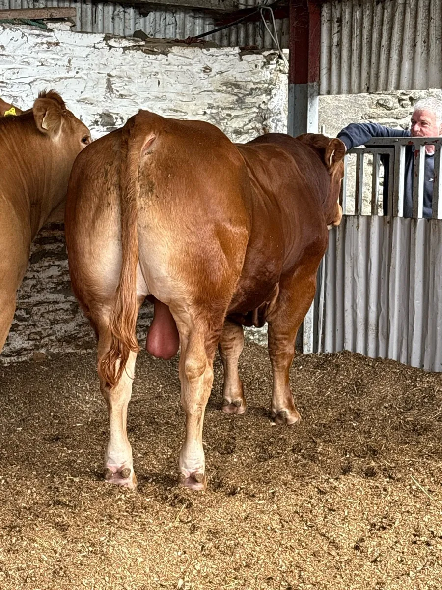 Pedigree limousin bulls - Image 2