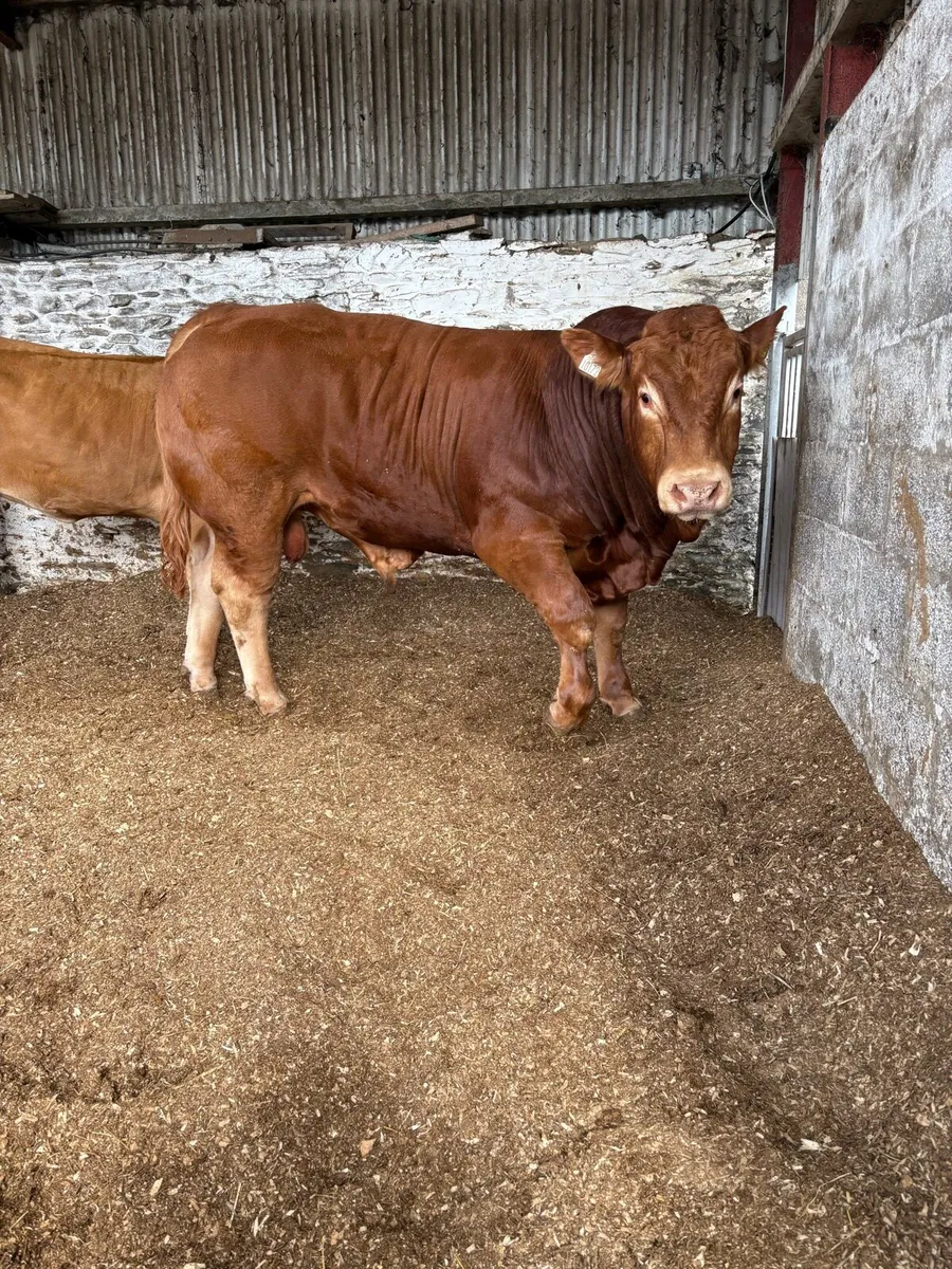 Pedigree limousin bulls - Image 3
