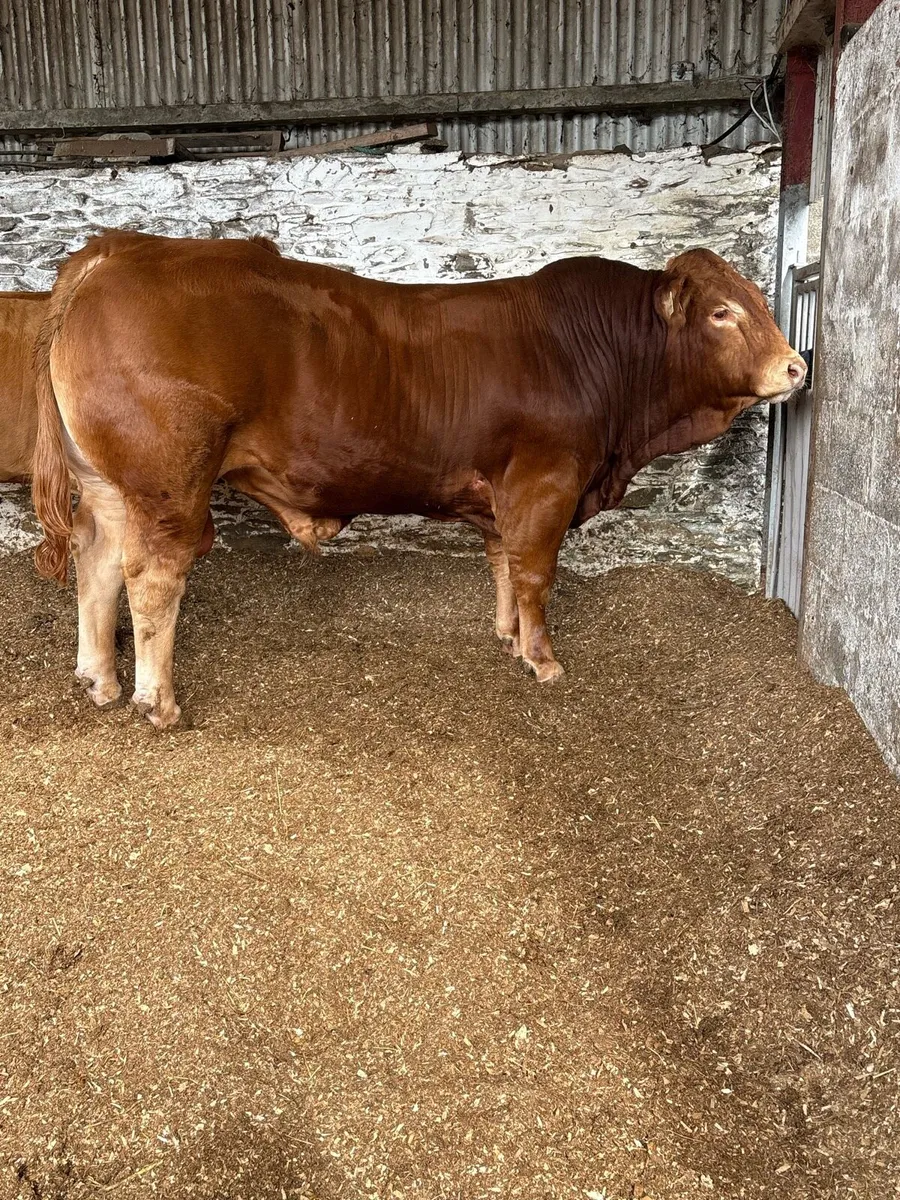 Pedigree limousin bulls - Image 4