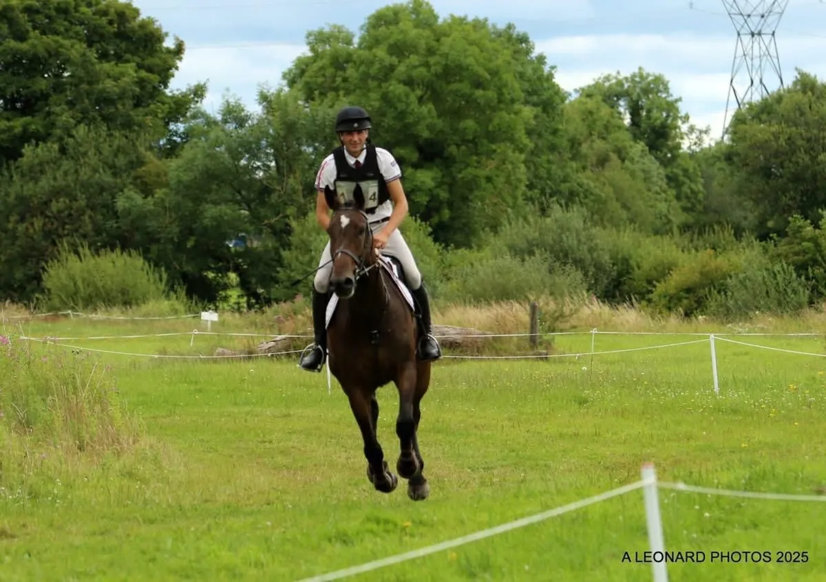 6yo bay gelding. 17hh approx. Freddie’s Brigade - Image 2