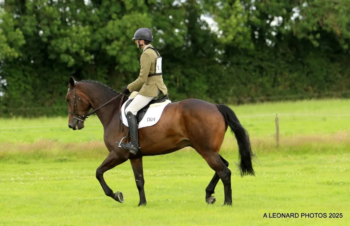 6yo bay gelding. 17hh approx. Freddie’s Brigade - Image 3