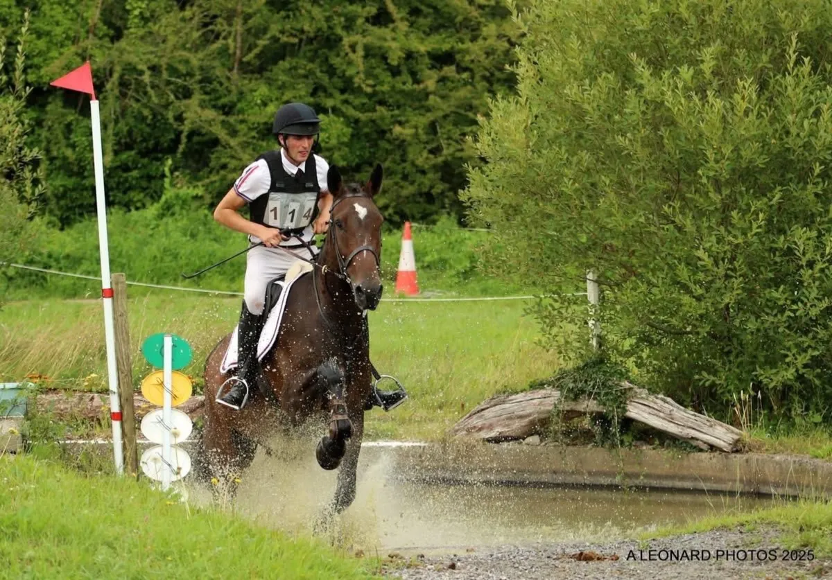 6yo bay gelding. 17hh approx. Freddie’s Brigade - Image 4