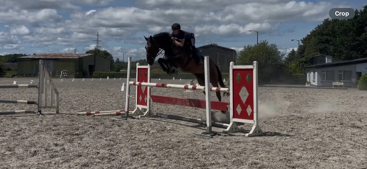 6yo bay gelding. 17hh approx. Freddie’s Brigade - Image 1
