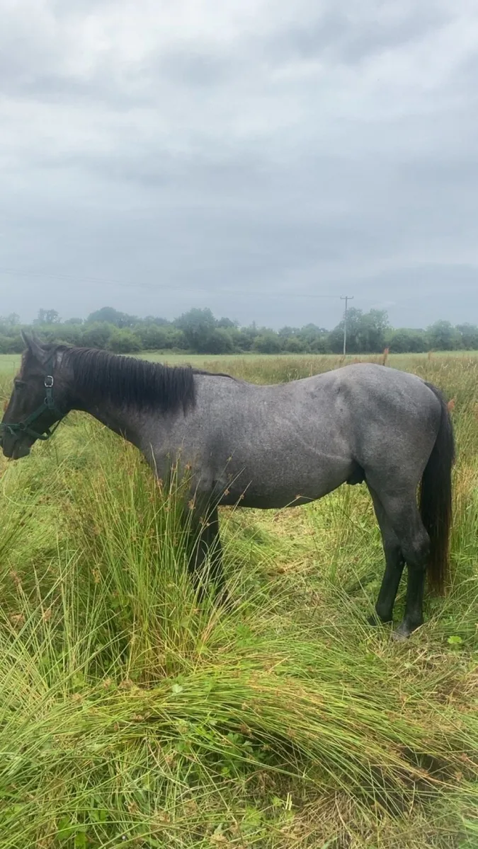 2 year old standing 15hh - Image 1