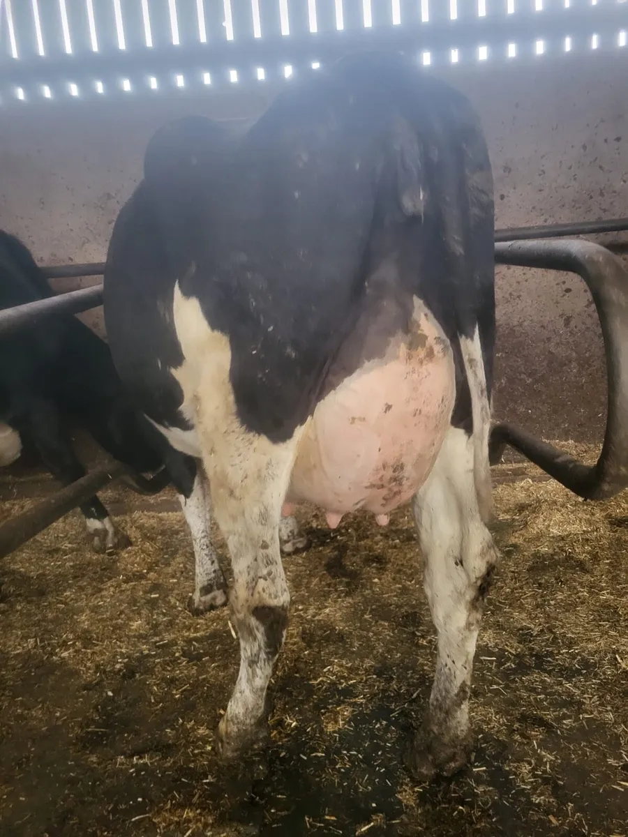 Dairy Stock - Image 1