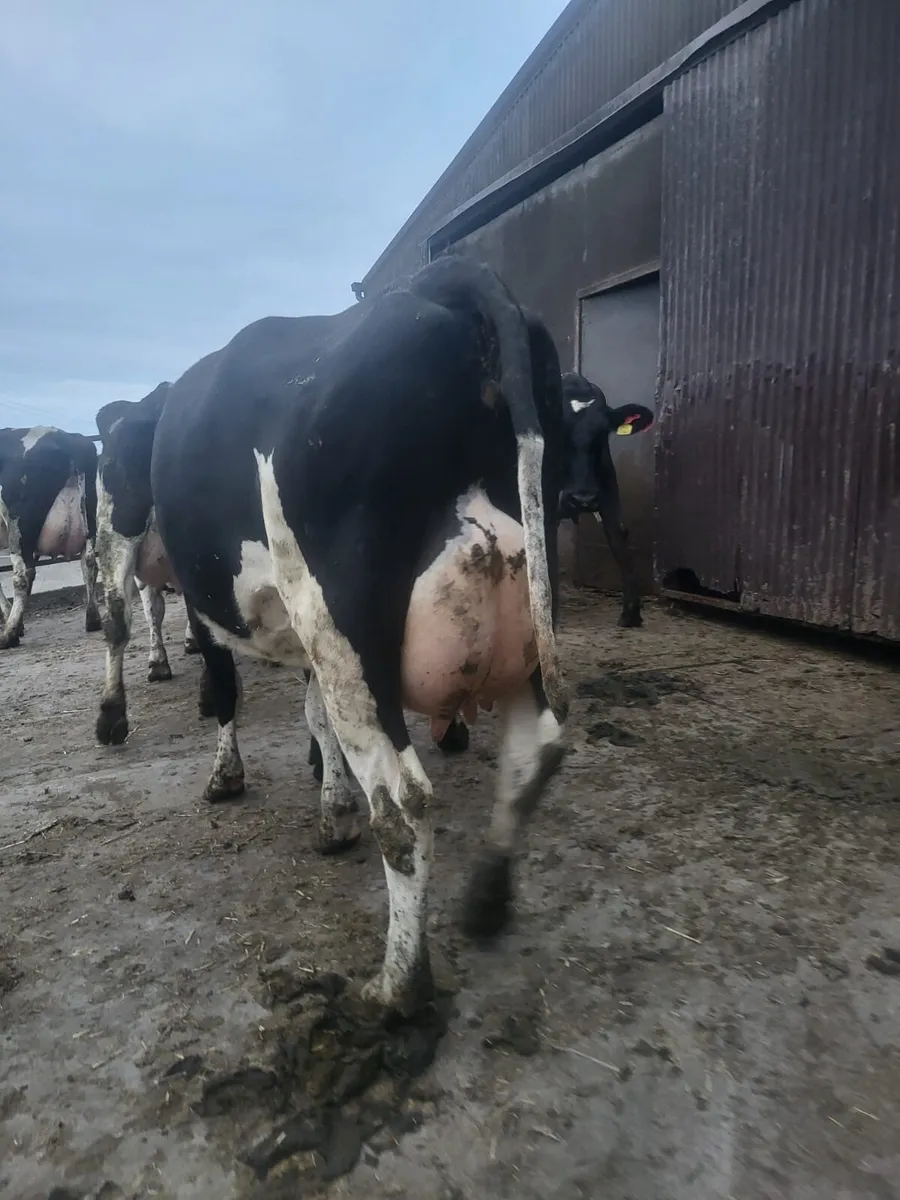 Dairy Stock - Image 2