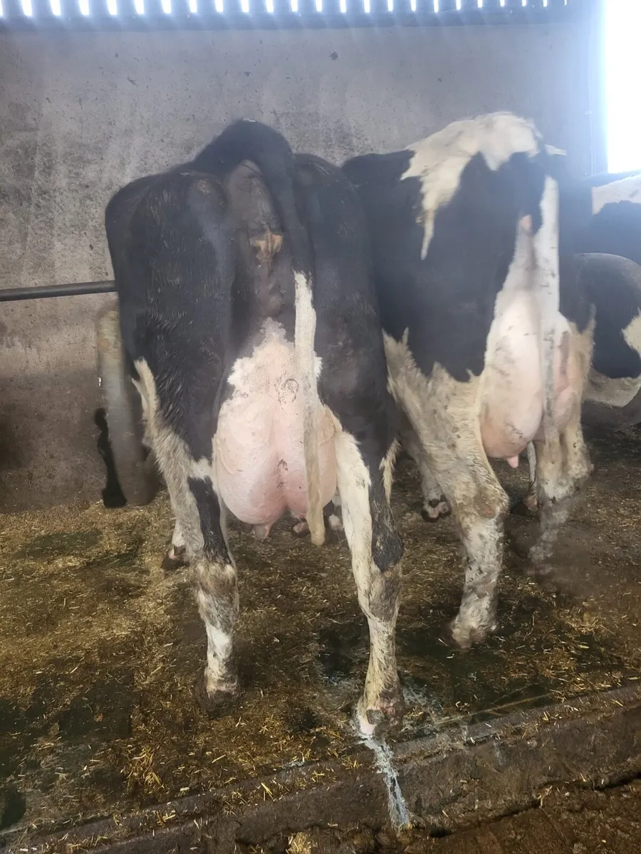 Dairy Stock - Image 3