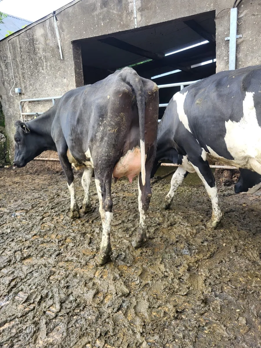 Dairy Stock - Image 4