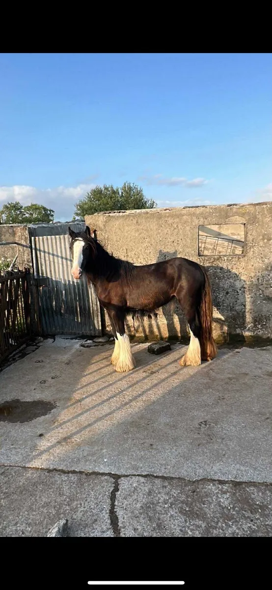 Quality Black Filly - Image 1