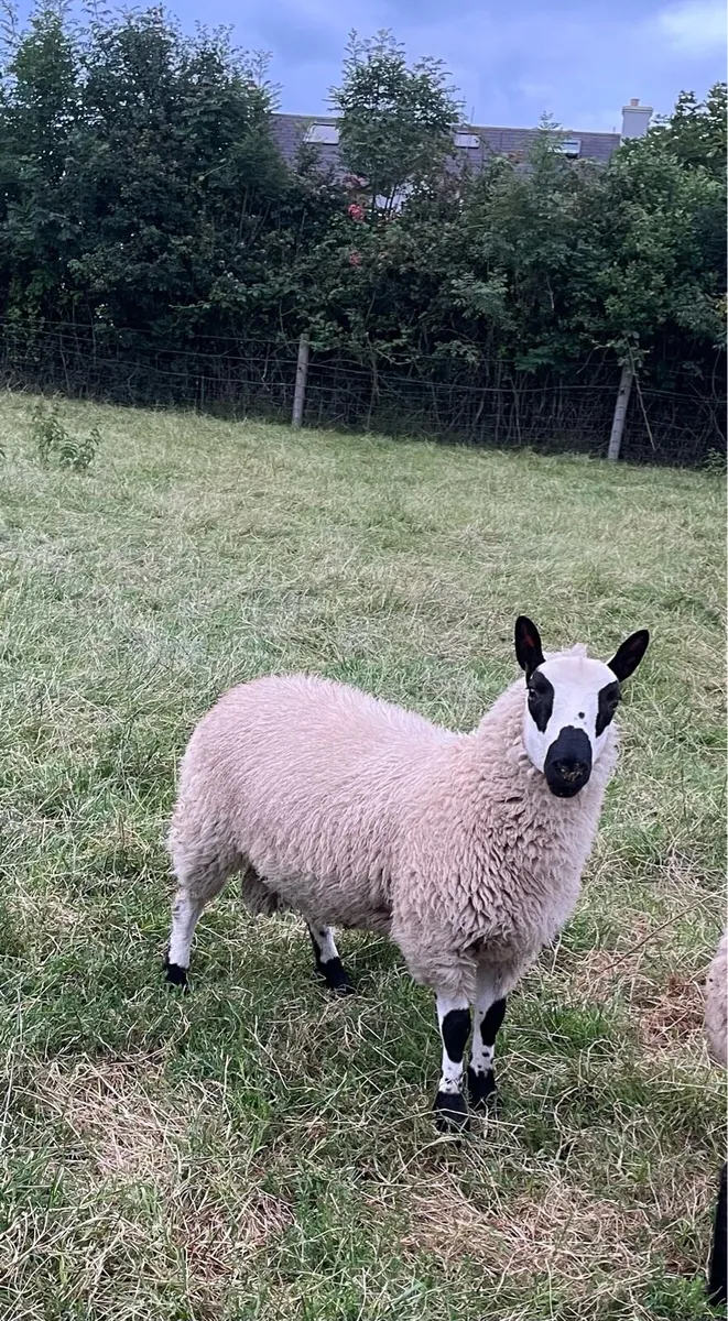 PBNR Kerryhill Ram Lambs - Image 1