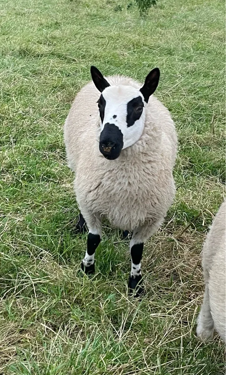 PBNR Kerryhill Ram Lambs - Image 2