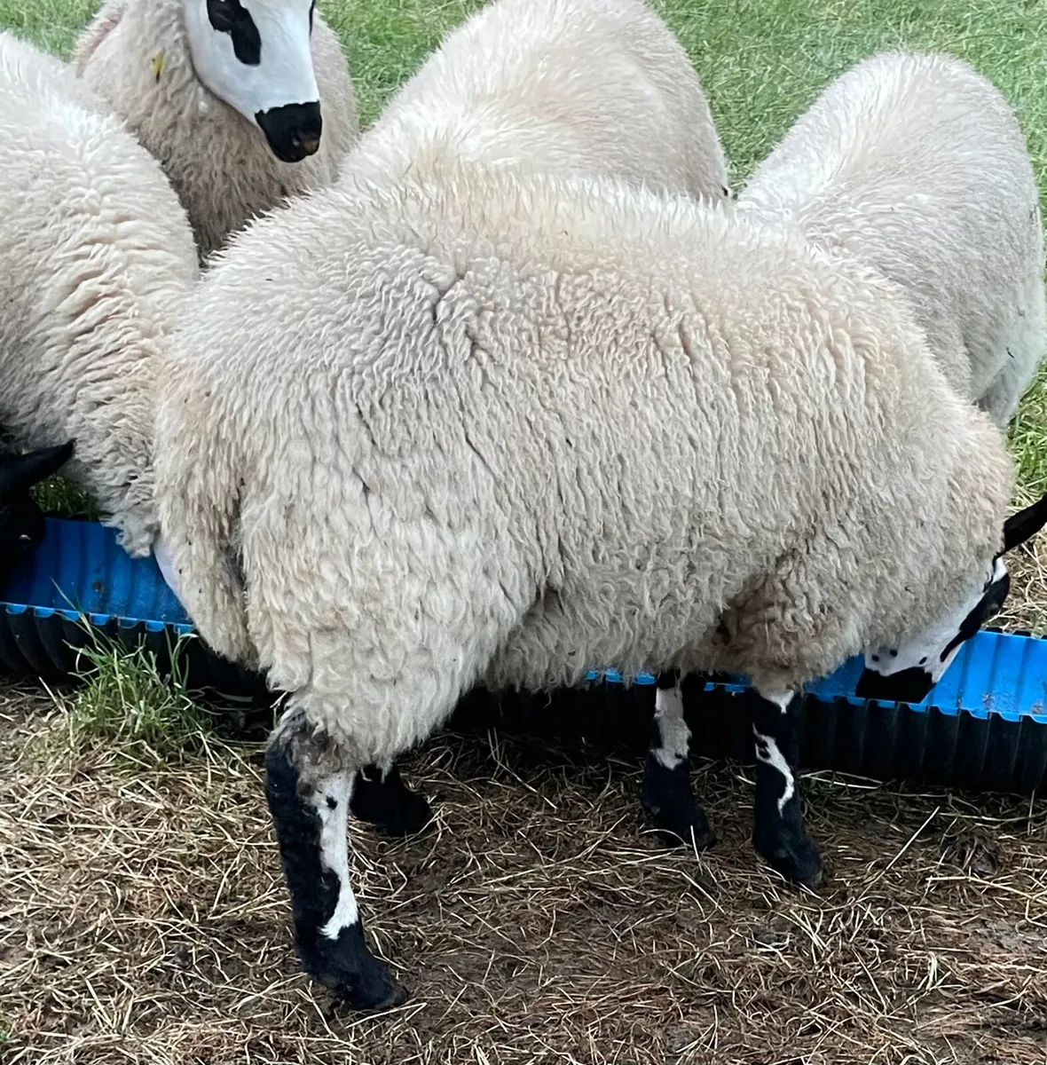 PBNR Kerryhill Ram Lambs - Image 3