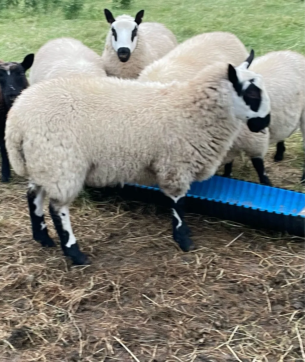 PBNR Kerryhill Ram Lambs - Image 4