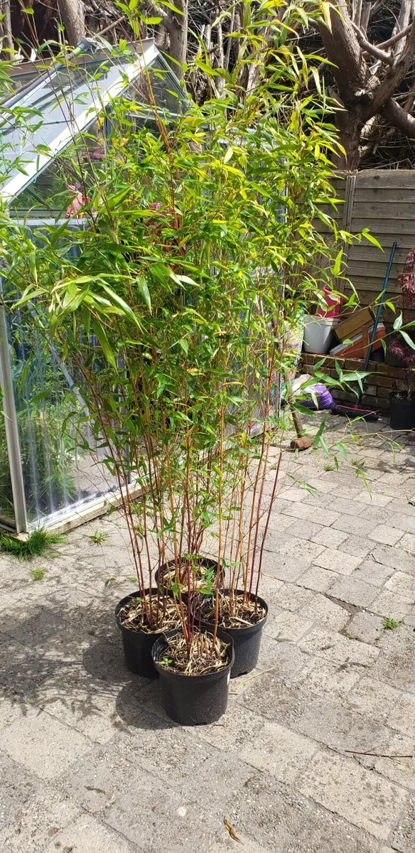 Bamboos plants delivery available - Image 1