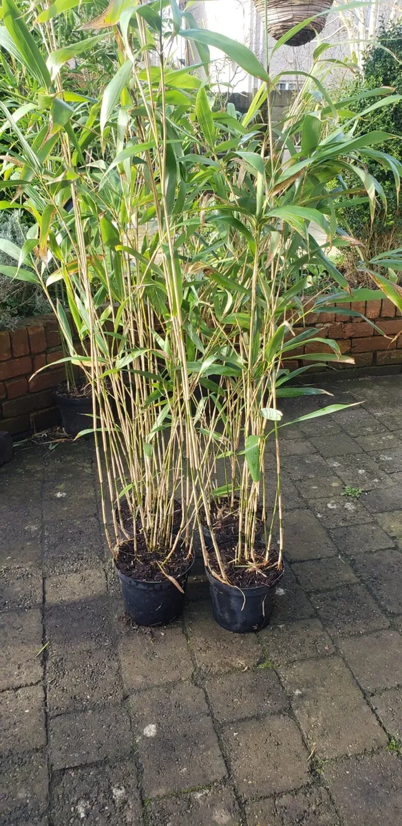 Bamboos plants delivery available - Image 2