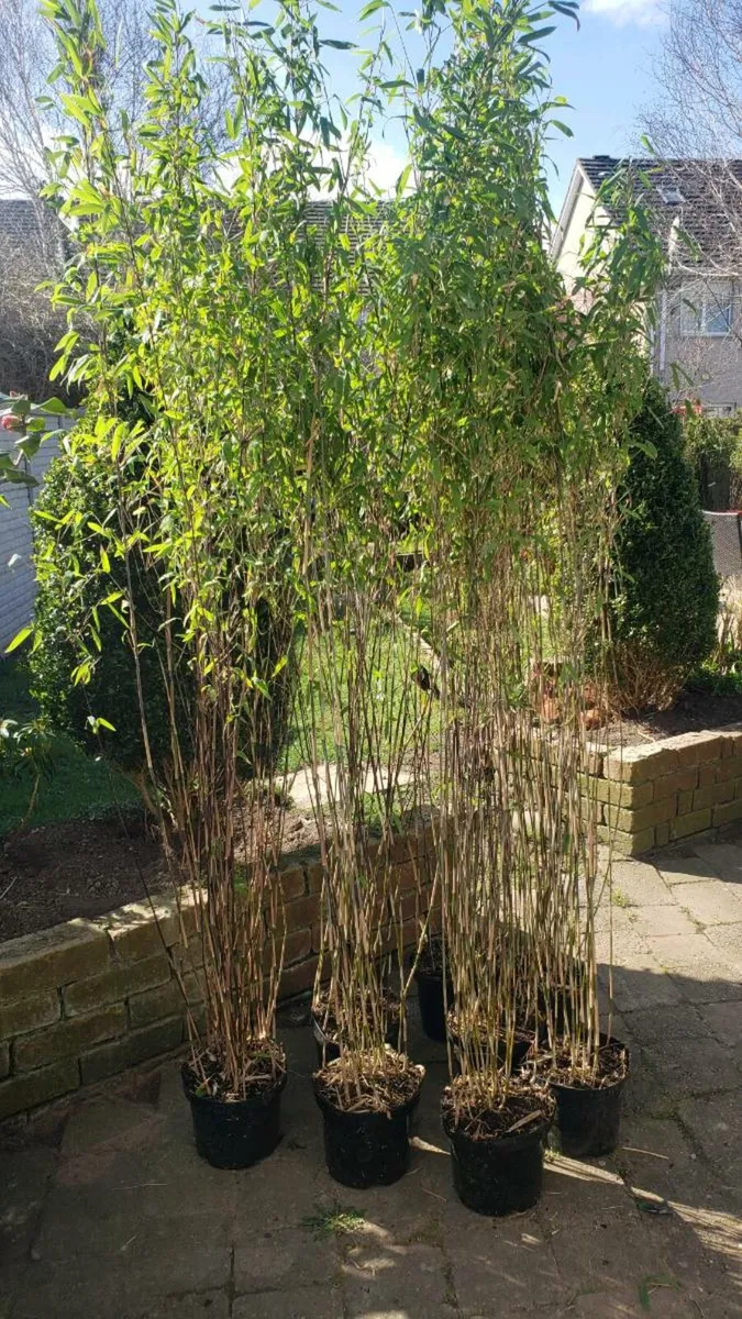 Bamboos plants delivery available - Image 3