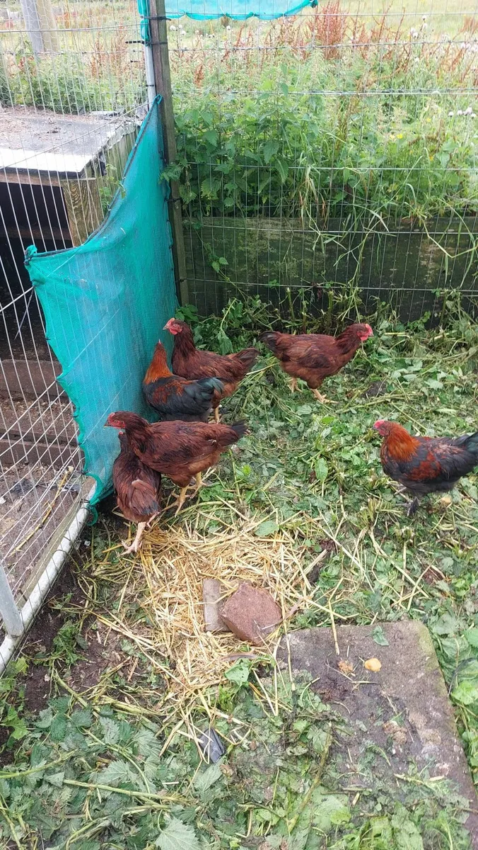 Ducklings and 🐓 🐓  Roosters - Image 4
